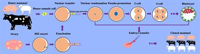 Epigenetic Reprogramming During Somatic Cell Nuclear Transfer: Recent Progress and Future Directions